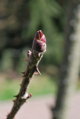 Kalopanax pictus 'Maximowiczii' - dlanitec pestrý - pupen